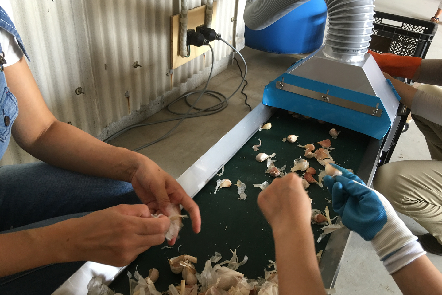 にんにく種子割り