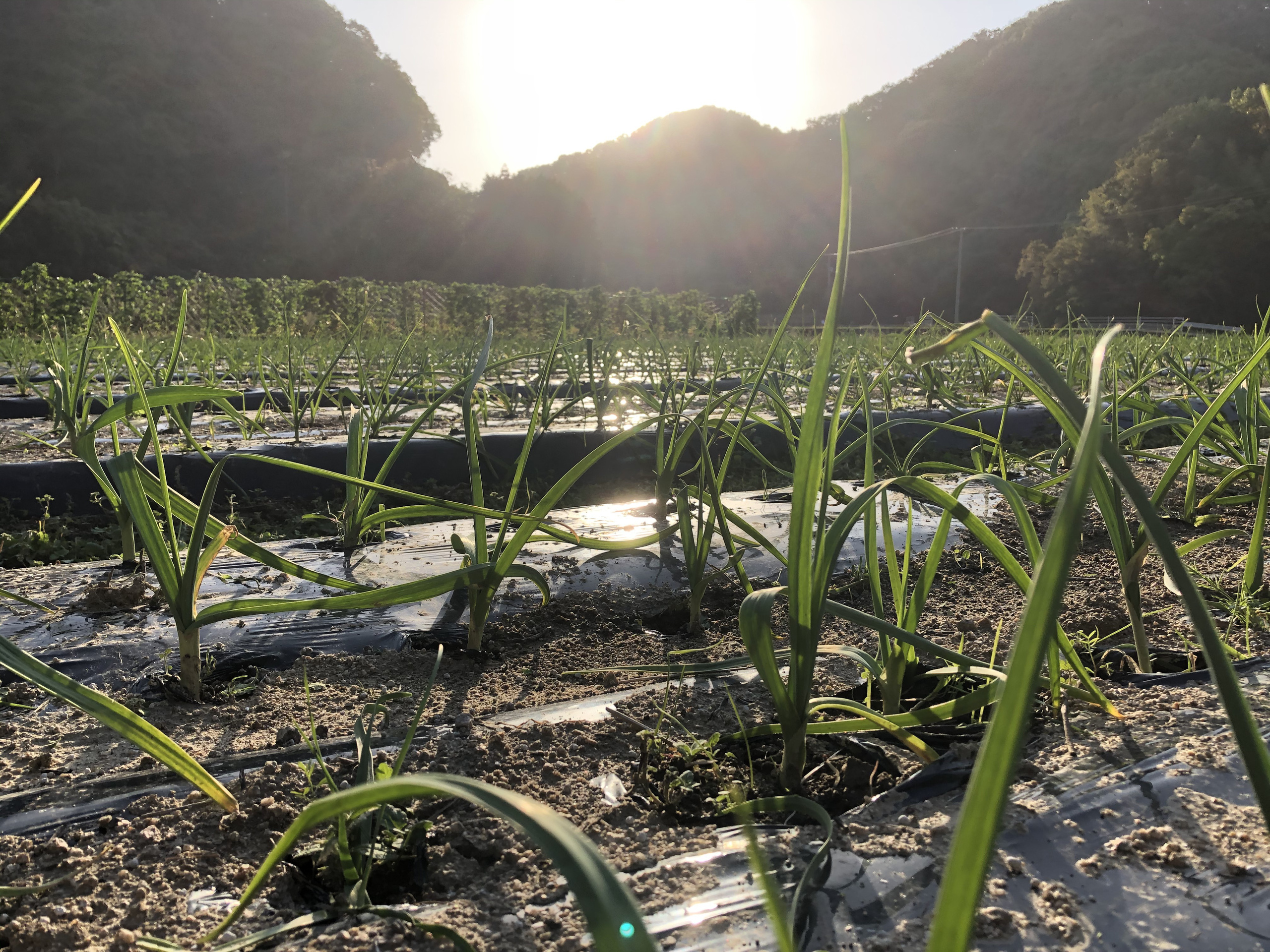 にんにくと夕陽