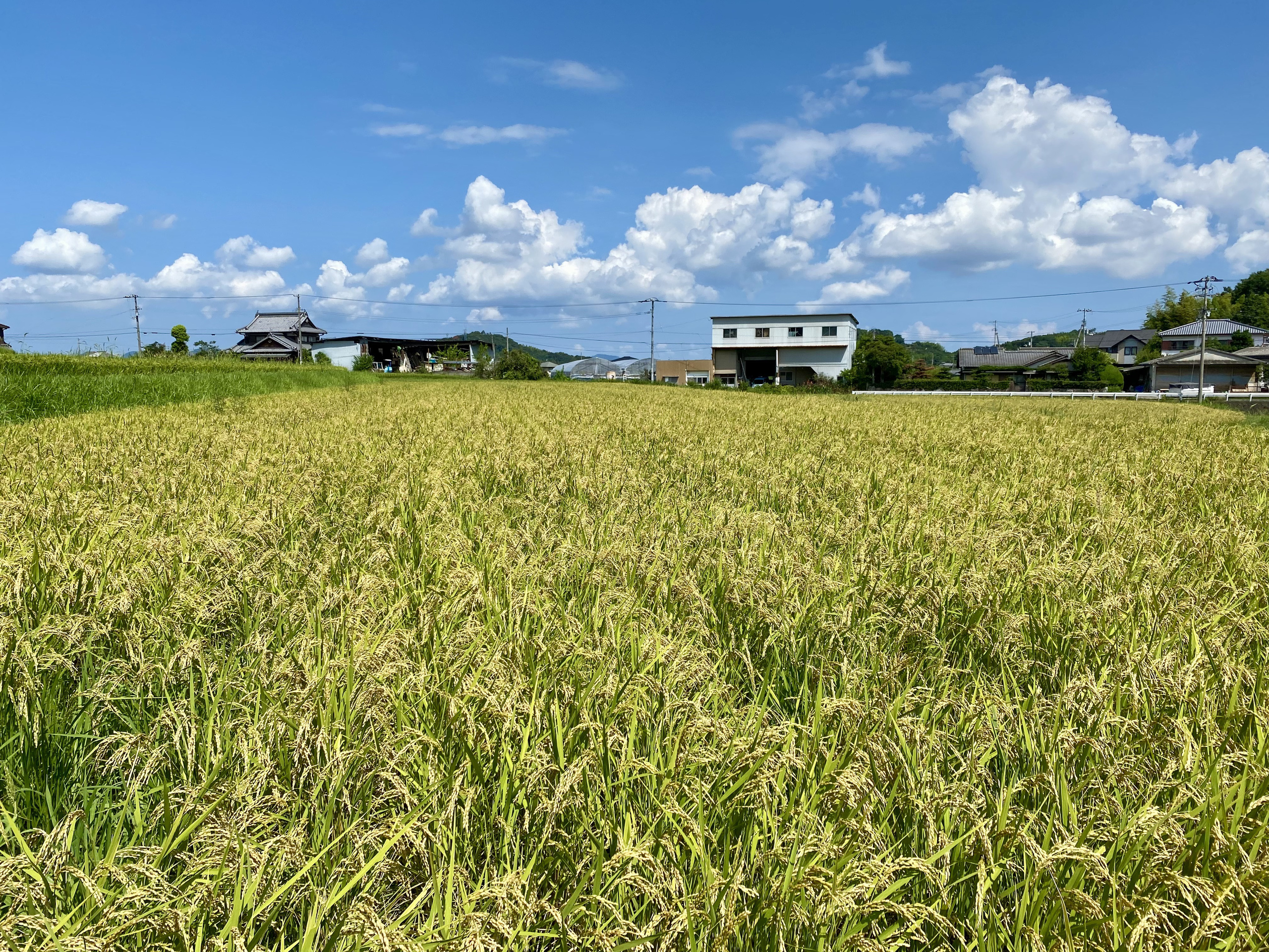 さぬきどんまい