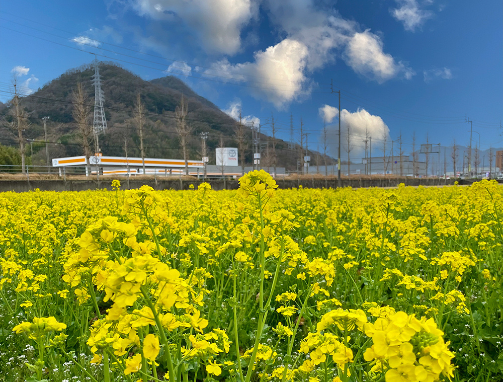 菜花畑